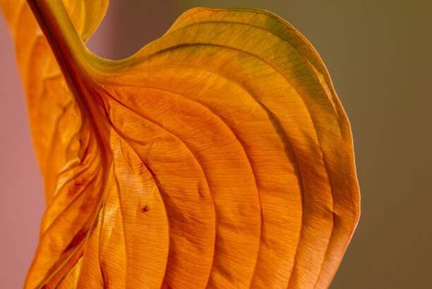 Nancybelle Gonzaga Villarroya Plakát, Obraz - Wilted Old Textured Hosta Leaf, Nancybelle Gonzaga Villarroya, 40 × 26.7 cm