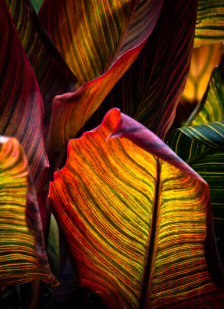 Nancybelle Gonzaga Villarroya Plakát, Obraz - Vibrant Coloured Leaves of Canna Plant, Nancybelle Gonzaga Villarroya, 30 × 40 cm