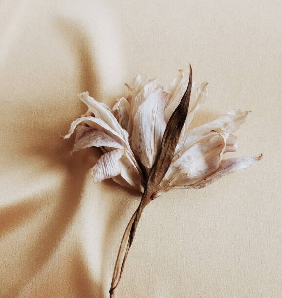 IrenaStar Plakát, Obraz - dry flower lily close up on beige silk  background . macro flower.Minimal floral card. Fine art poster, IrenaStar, 40 × 40 cm