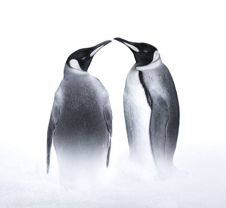 Judy Plakát, Obraz - we are King penguin, Judy, 40 × 40 cm