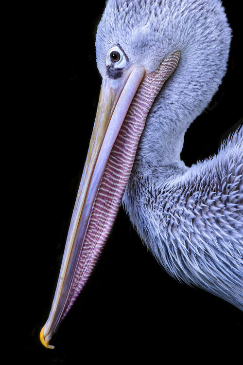 Hardik Pandya Plakát, Obraz - Portrait of bird, Hardik Pandya, 26.7 × 40 cm