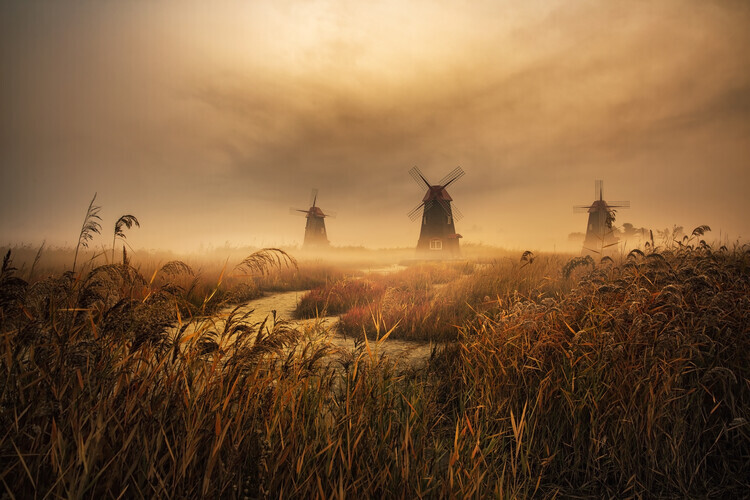 Tiger Seo Plakát, Obraz - A fascinating morning, Tiger Seo, 40 × 26.7 cm