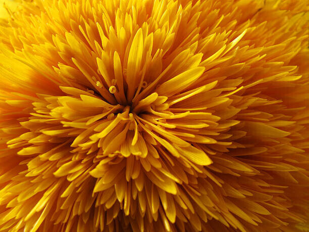 Ursula Sander Plakát, Obraz - Dandelion flower head, Ursula Sander, 40 × 30 cm