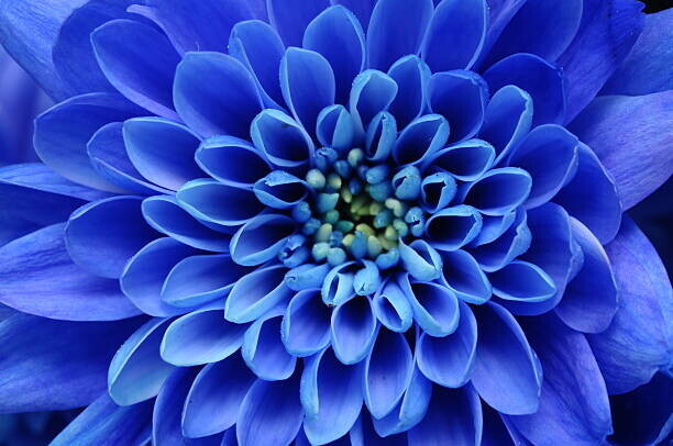 fullempty Plakát, Obraz - Close of blue flower, fullempty, 40 × 26.7 cm