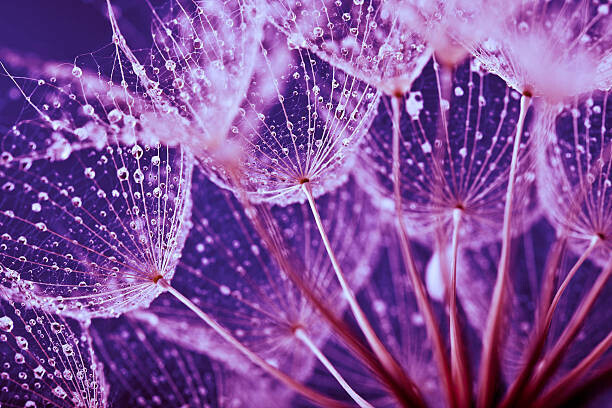 Jasmina007 Plakát, Obraz - Macro abstract of water drops on dandelion seeds, Jasmina007, 40 × 26.7 cm