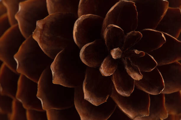 Elena Chelysheva Plakát, Obraz - spruce cone with open scales, natural, Elena Chelysheva, 40 × 26.7 cm