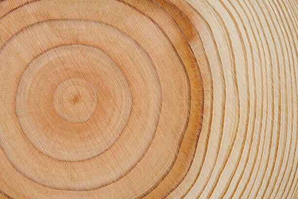 kyoshino Plakát, Obraz - Tree rings texture background, kyoshino, 40 × 26.7 cm