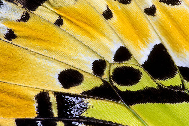 Darrell Gulin Plakát, Obraz - Butterfly wing detail Graphium antiphates, Darrell Gulin, 40 × 26.7 cm