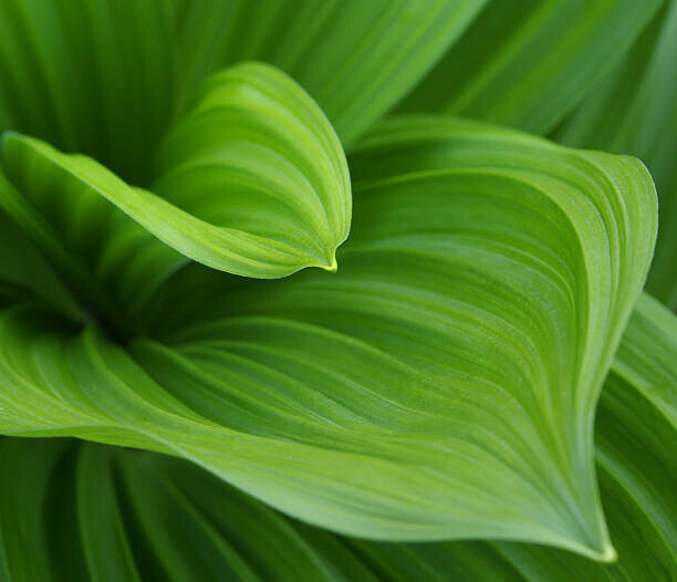 Vladimirovic Plakát, Obraz - Closeup image of green leaves growing, Vladimirovic, 40 × 34.4 cm
