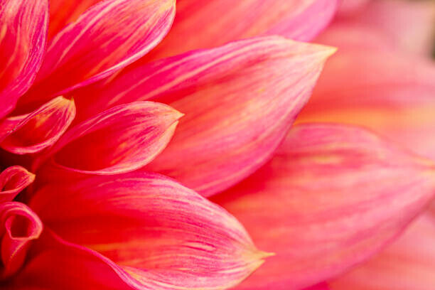 MaYcaL Plakát, Obraz - Fresh pink dahlia flower, photographed at, MaYcaL, 40 × 26.7 cm