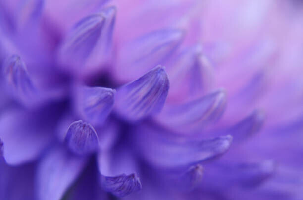 Anna Bliokh Plakát, Obraz - Chrysanthemum Petals Purple Blue Pink Gradient, Anna Bliokh, 40 × 26.7 cm