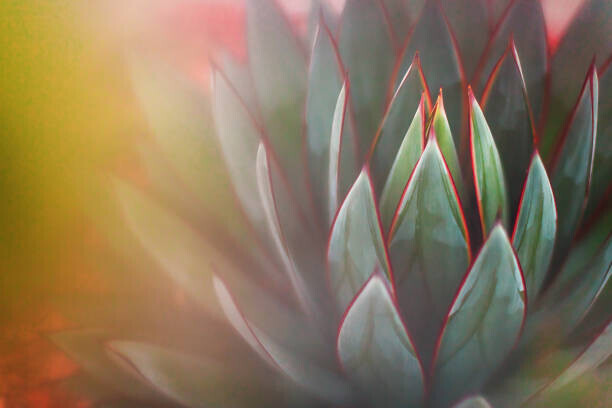 Cavan Images Plakát, Obraz - Nature - Succulents - shades of green, Cavan Images, 40 × 26.7 cm