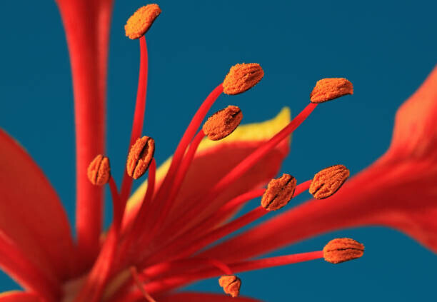 Zen Rial Plakát, Obraz - Close-up of a Royal Poinciana, Zen Rial, 40 × 26.7 cm