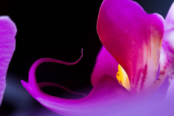 adamkaz Plakát, Obraz - Orchid (Phalaenopsis ), adamkaz, 40 × 26.7 cm