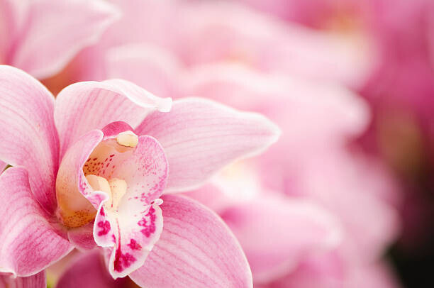 OGphoto Plakát, Obraz - Pink blooming Cymbidium orchids, OGphoto, 40 × 26.7 cm
