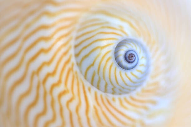 Zen Rial Plakát, Obraz - Natica Lineata or moon snail macro, Zen Rial, 40 × 26.7 cm