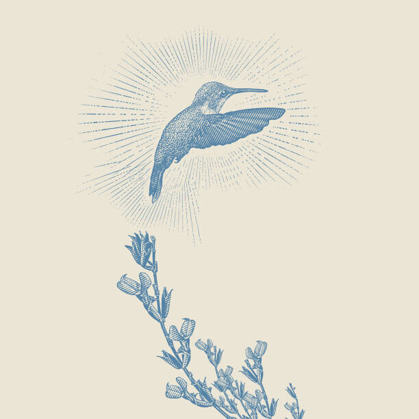 GeorgePeters Plakát, Obraz - Ruby Throated Hummingbird and Purple Salvia, GeorgePeters, 40 × 40 cm