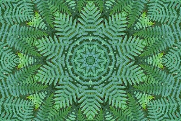 Massimo Ravera Plakát, Obraz - Green Ferns Pattern, Massimo Ravera, 40 × 26.7 cm