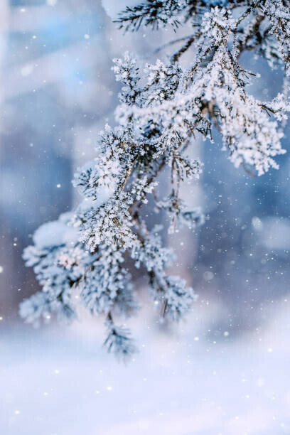 oxygen Plakát, Obraz - Christmas Tree Branches on Frost Forest, oxygen, 26.7 × 40 cm
