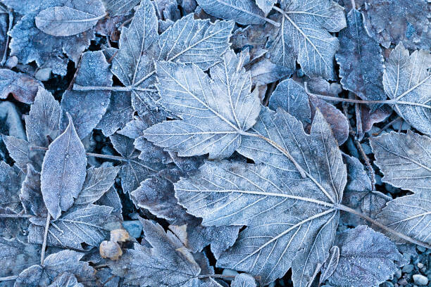 DuchesseArt Plakát, Obraz - Frosty autumn leaves background, DuchesseArt, 40 × 26.7 cm