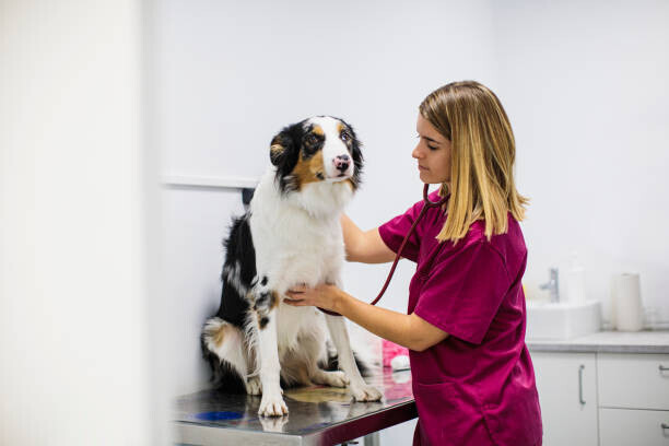 Lourdes Balduque Plakát, Obraz - dog medical checkup at veterinary clinic, Lourdes Balduque, 40 × 26.7 cm