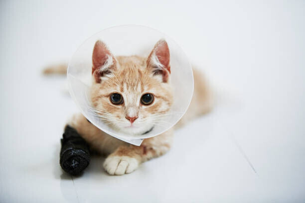 Johner Images Plakát, Obraz - Cat wearing medical cone collar, Johner Images, 40 × 26.7 cm