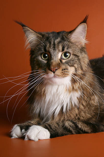 jehandmade Plakát, Obraz - Beige and brown maine coon cat, jehandmade, 26.7 × 40 cm