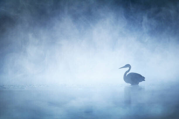 Vicki Jauron, Babylon and Beyond Photography Plakát, Obraz - Beautiful Mysterious Great Blue Heron on, Vicki Jauron, Babylon and Beyond Photography, 40 × 26.7 cm