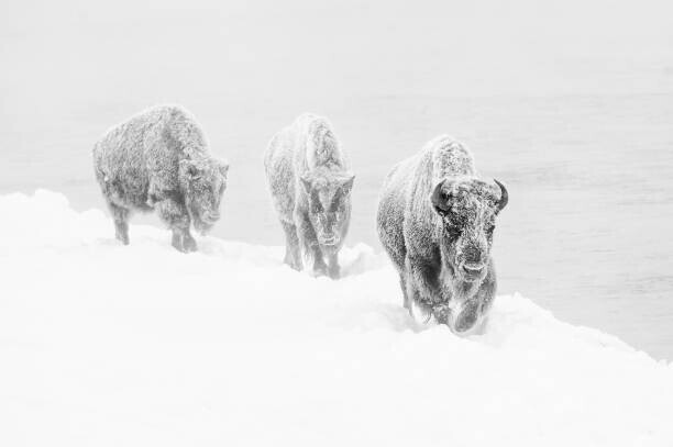 jared lloyd Plakát, Obraz - Three bison covered in hoarfrost, jared lloyd, 40 × 26.7 cm