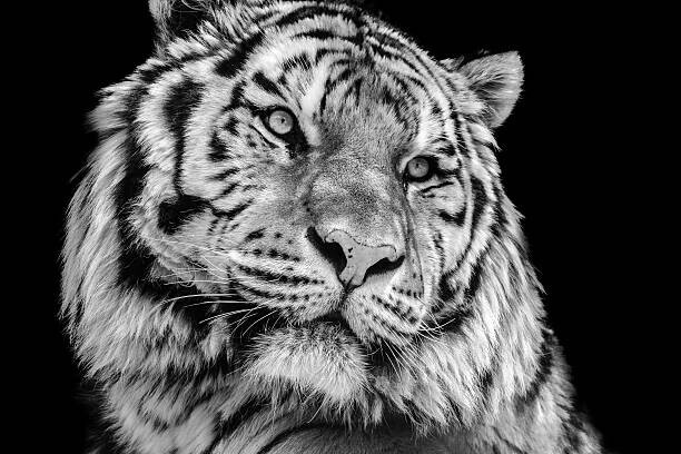 Kagenmi Plakát, Obraz - Powerful high contrast black and white tiger face, Kagenmi, 40 × 26.7 cm
