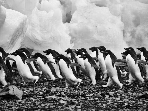 Jocelyn Michel Plakát, Obraz - Adelie penguins walking over rocks along, Jocelyn Michel, 40 × 30 cm