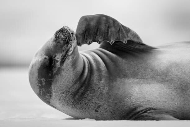 Nick Dale / 500px Plakát, Obraz - Mono close-up of crabeater seal scratching, Nick Dale / 500px, 40 × 26.7 cm