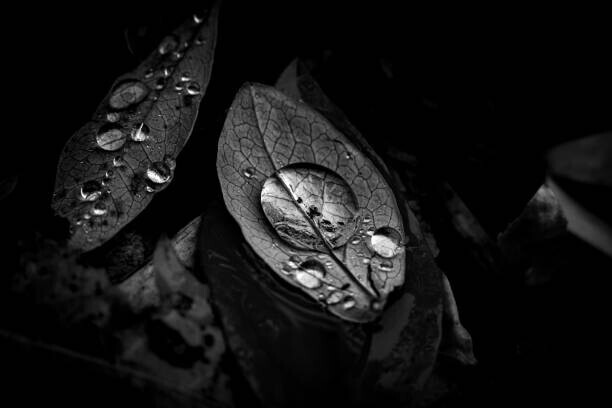 Torsdatter Plakát, Obraz - Raindrops, Torsdatter, 40 × 26.7 cm
