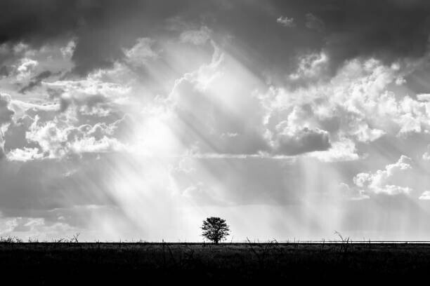 Photo by Benjawan Sittidech Plakát, Obraz - Lone tree with heaven ray of, Photo by Benjawan Sittidech, 40 × 26.7 cm
