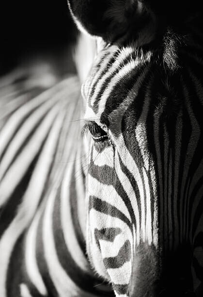 Freder Plakát, Obraz - zebra close-up, Freder, 26.7 × 40 cm
