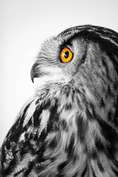Sean Gladwell Plakát, Obraz - Owl profile, Sean Gladwell, 26.7 × 40 cm