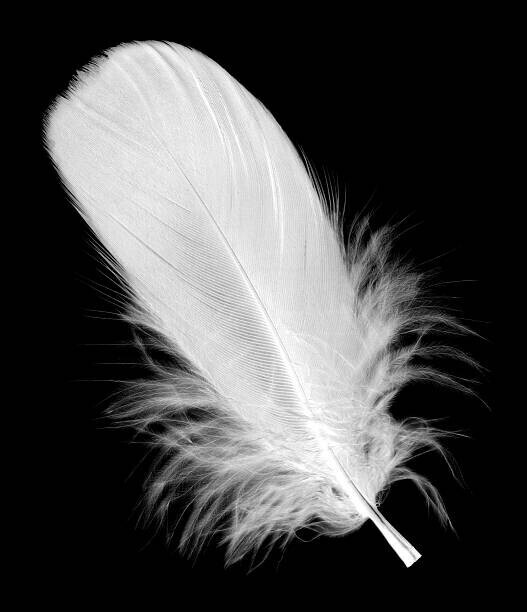 hudiemm Plakát, Obraz - White feather isolated on black background, hudiemm, 34.5 × 40 cm