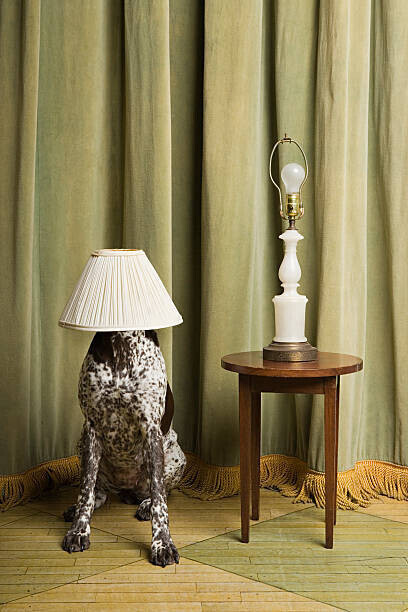 Image Source Plakát, Obraz - Dog with a lampshade on its head, Image Source, 26.7 × 40 cm