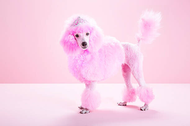 JW LTD Plakát, Obraz - Miniature Pink poodle, pink poodle,studio, JW LTD, 40 × 26.7 cm