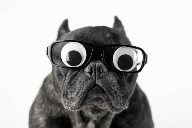 Fernando Trabanco Fotografía Plakát, Obraz - Dog with glasses and bulging eyes, Fernando Trabanco Fotografía, 40 × 26.7 cm