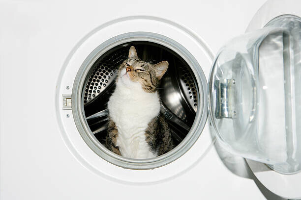 Image Source Plakát, Obraz - Cat in a washing machine, Image Source, 40 × 26.7 cm