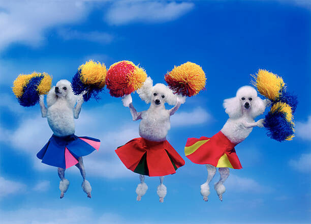 John Lund Plakát, Obraz - Cheerleading poodles, John Lund, 40 × 30 cm