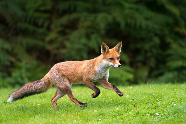James Warwick Plakát, Obraz - Red fox cub running, James Warwick, 40 × 26.7 cm