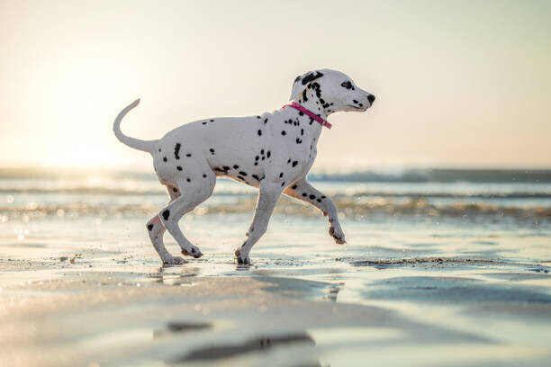 Alexandra Robins Plakát, Obraz - Dalmatian Dog Puppy on the Beach Running Sunset, Alexandra Robins, 40 × 26.7 cm