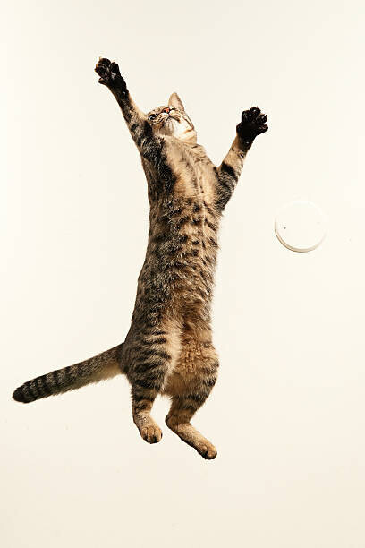 Akimasa Harada Plakát, Obraz - Jumping cat, Akimasa Harada, 26.7 × 40 cm