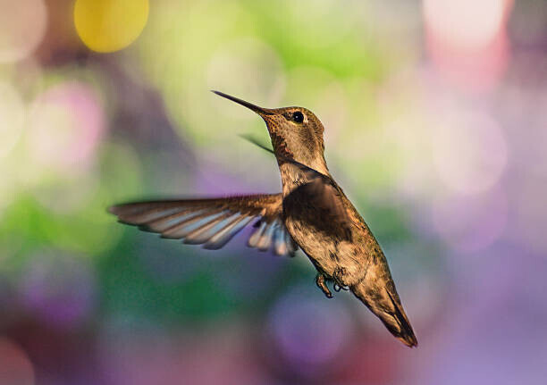 Barbara Rich Plakát, Obraz - Whimsical female hummingbird on colorful bokeh, Barbara Rich, 40 × 26.7 cm