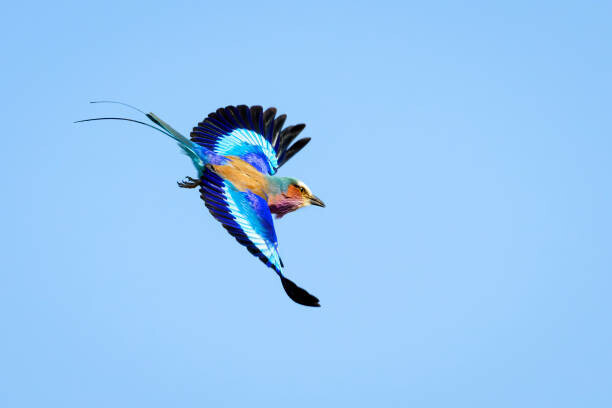 André Gilden Plakát, Obraz - Lilac-breasted Roller (Coracias caudatus), André Gilden, 40 × 26.7 cm