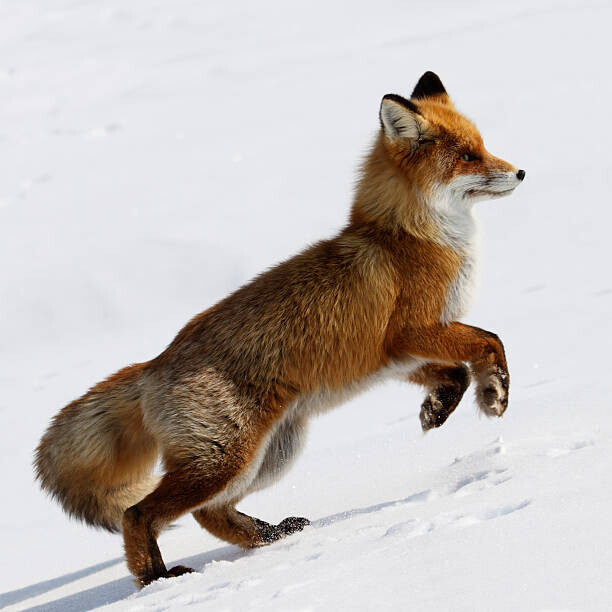 DmitryND Plakát, Obraz - Running Fox., DmitryND, 40 × 40 cm
