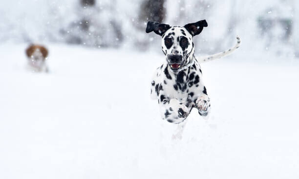 alberto clemares expósito Plakát, Obraz - A dalmatian dog in the snow, alberto clemares expósito, 40 × 24 cm