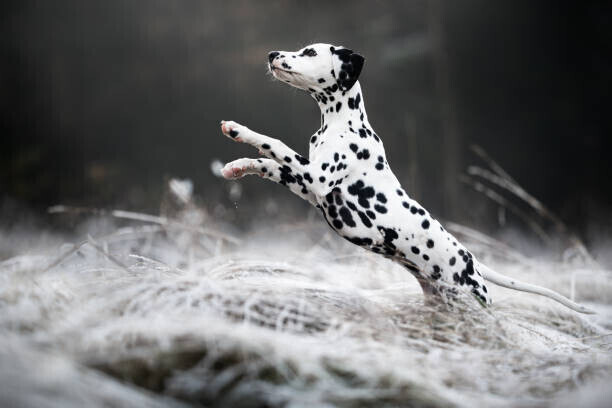 IzaLysonArts / 500px Plakát, Obraz - Close-up of dalmatian dog running on field,Poland, IzaLysonArts / 500px, 40 × 26.7 cm